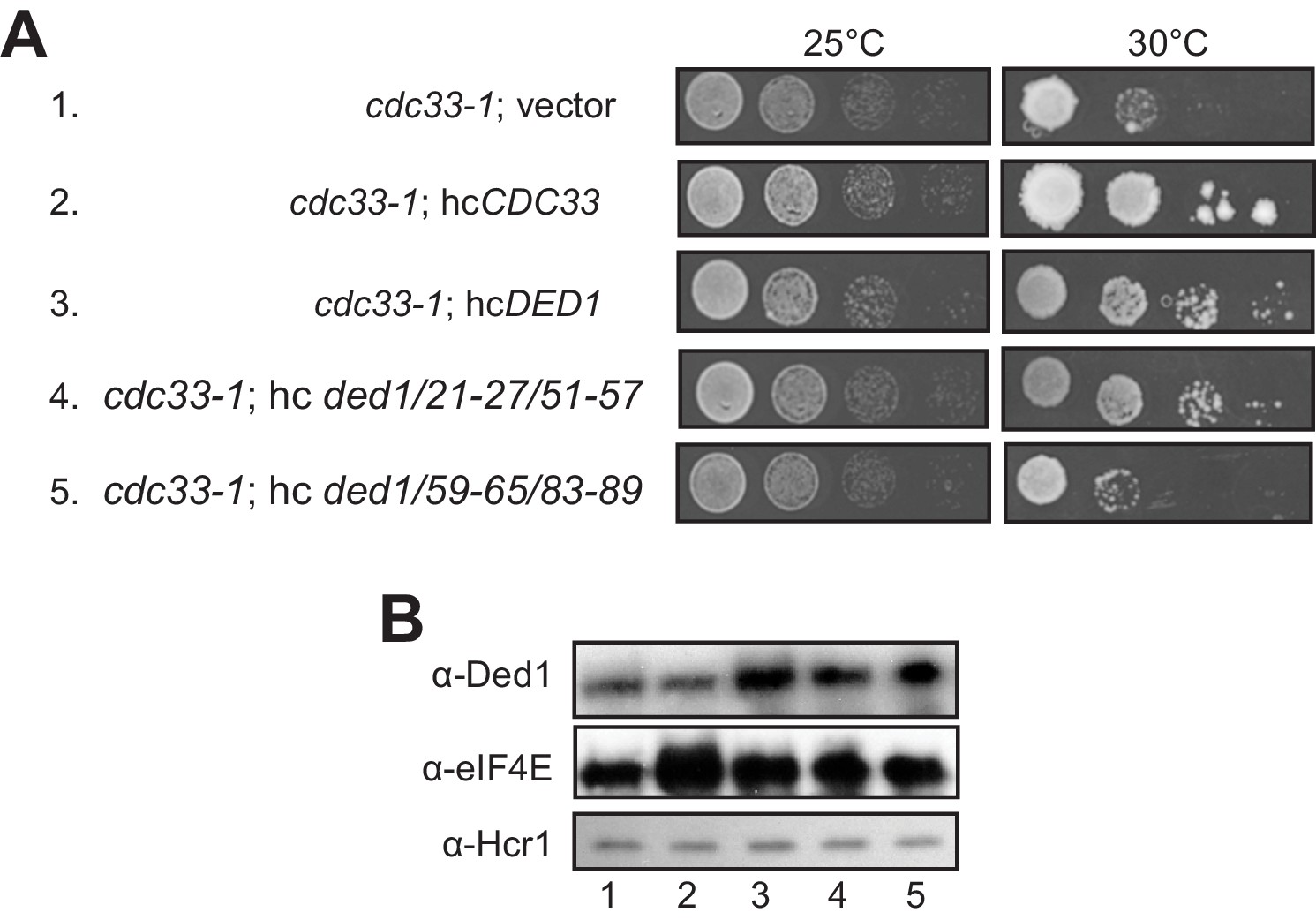 Distinct interactions of eIF4A and eIF4E with RNA helicase Distinct interactions of eIF4A and eIF4E with RNA helicase