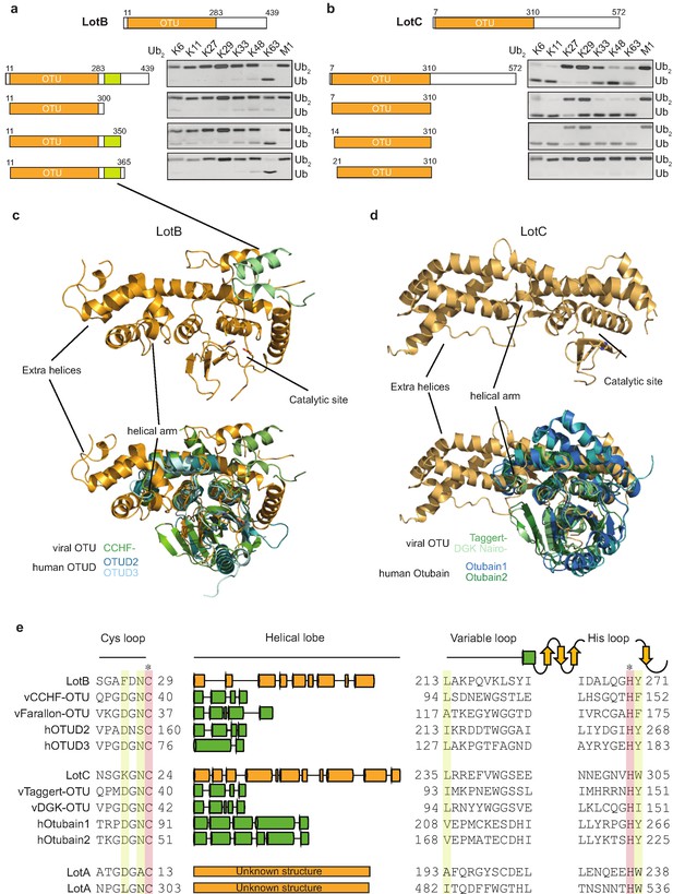 Bacterial OTU deubiquitinases regulate substrate ubiquitination upon ...