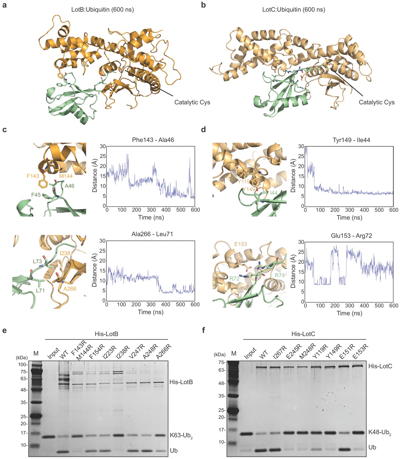 Bacterial OTU deubiquitinases regulate substrate ubiquitination