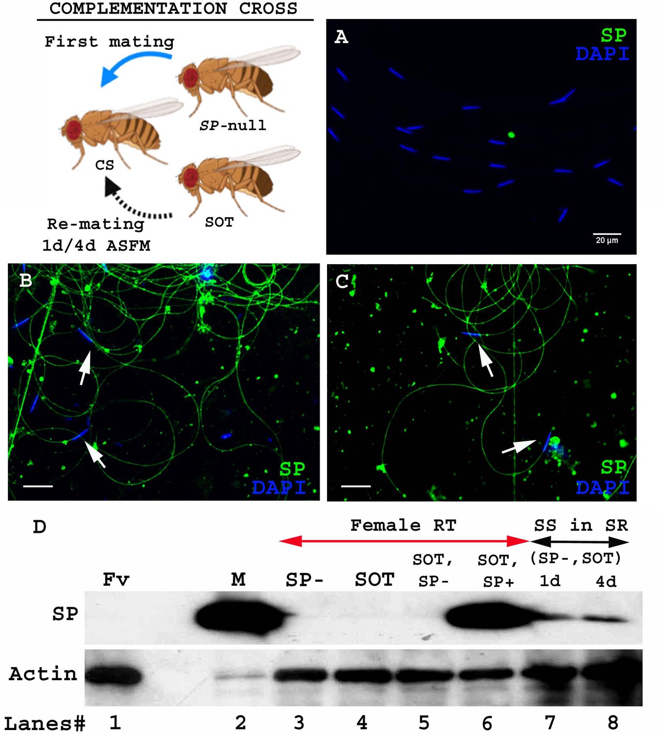 Figures And Data In Drosophila Seminal Sex Peptide Associates With