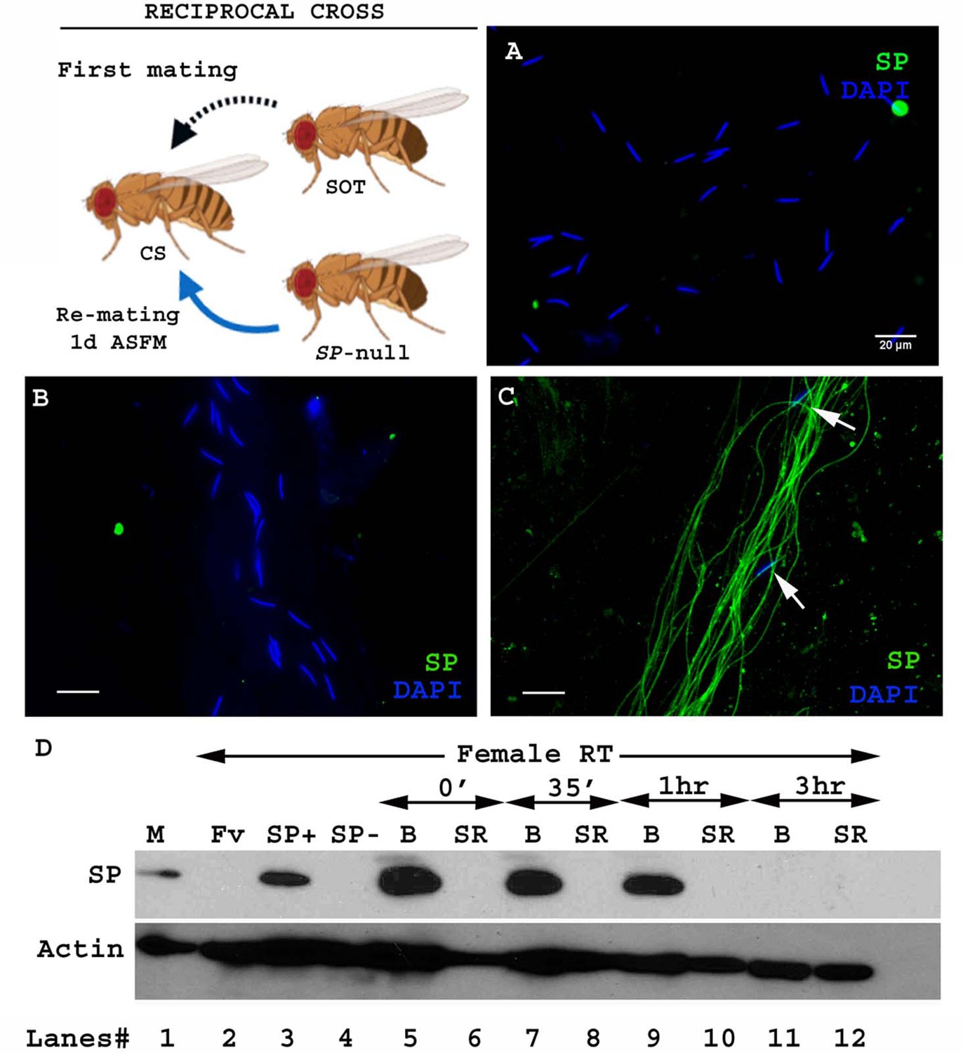 Figures And Data In Drosophila Seminal Sex Peptide Associates With Rival As Well As Own Sperm 0570