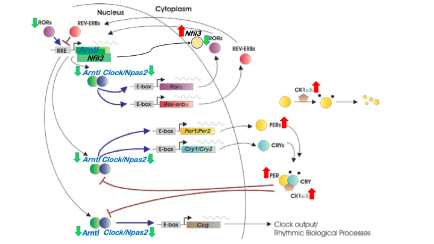 Figures and data in An essential role for MEF2C in the cortical ...