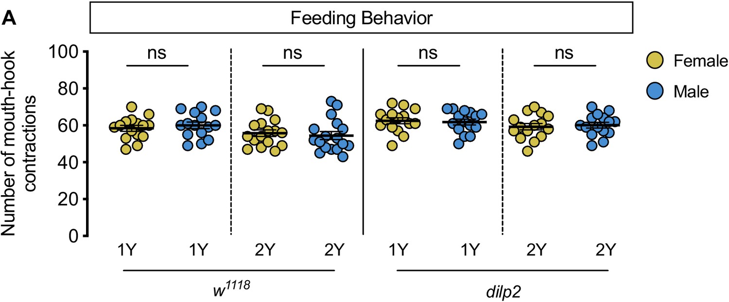 Female-biased upregulation of insulin pathway activity