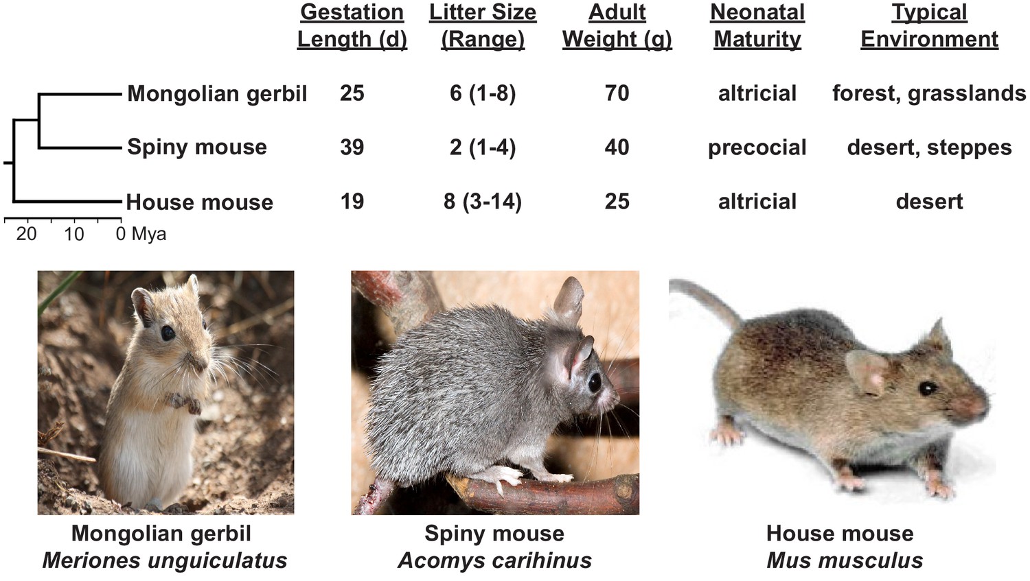 pocket mouse evolution