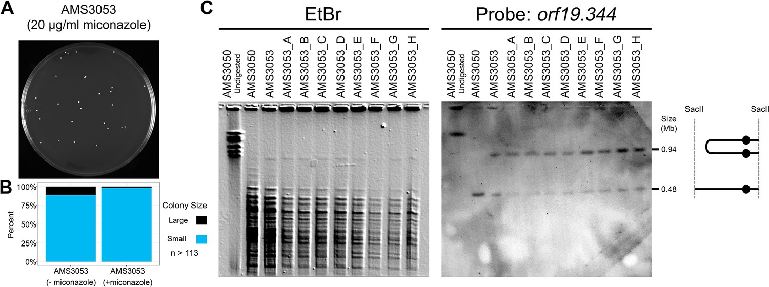 Expandable And Reversible Copy Number Amplification Drives Rapid Adaptation To Antifungal Drugs Elife
