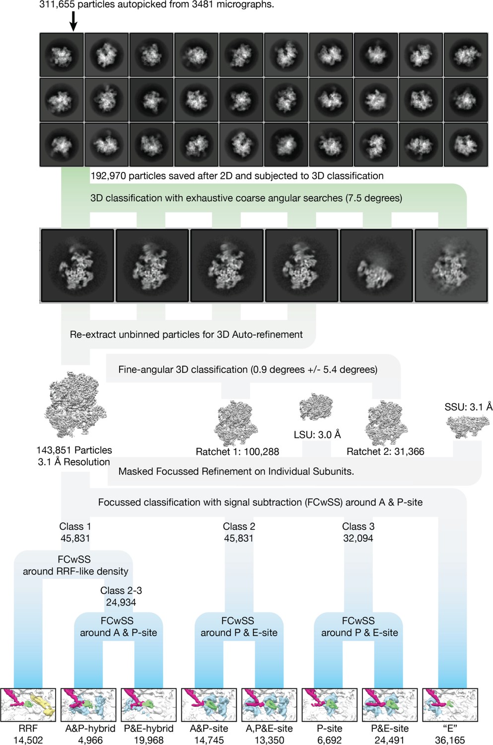 Structural Basis Of Mitochondrial Translation Elife