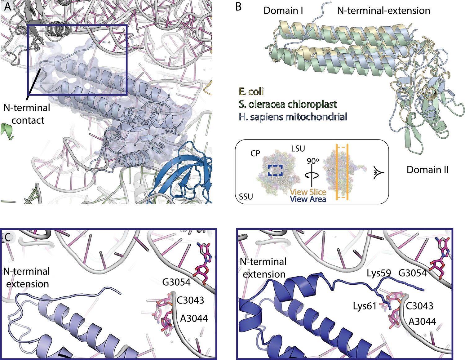 Structural Basis Of Mitochondrial Translation Elife