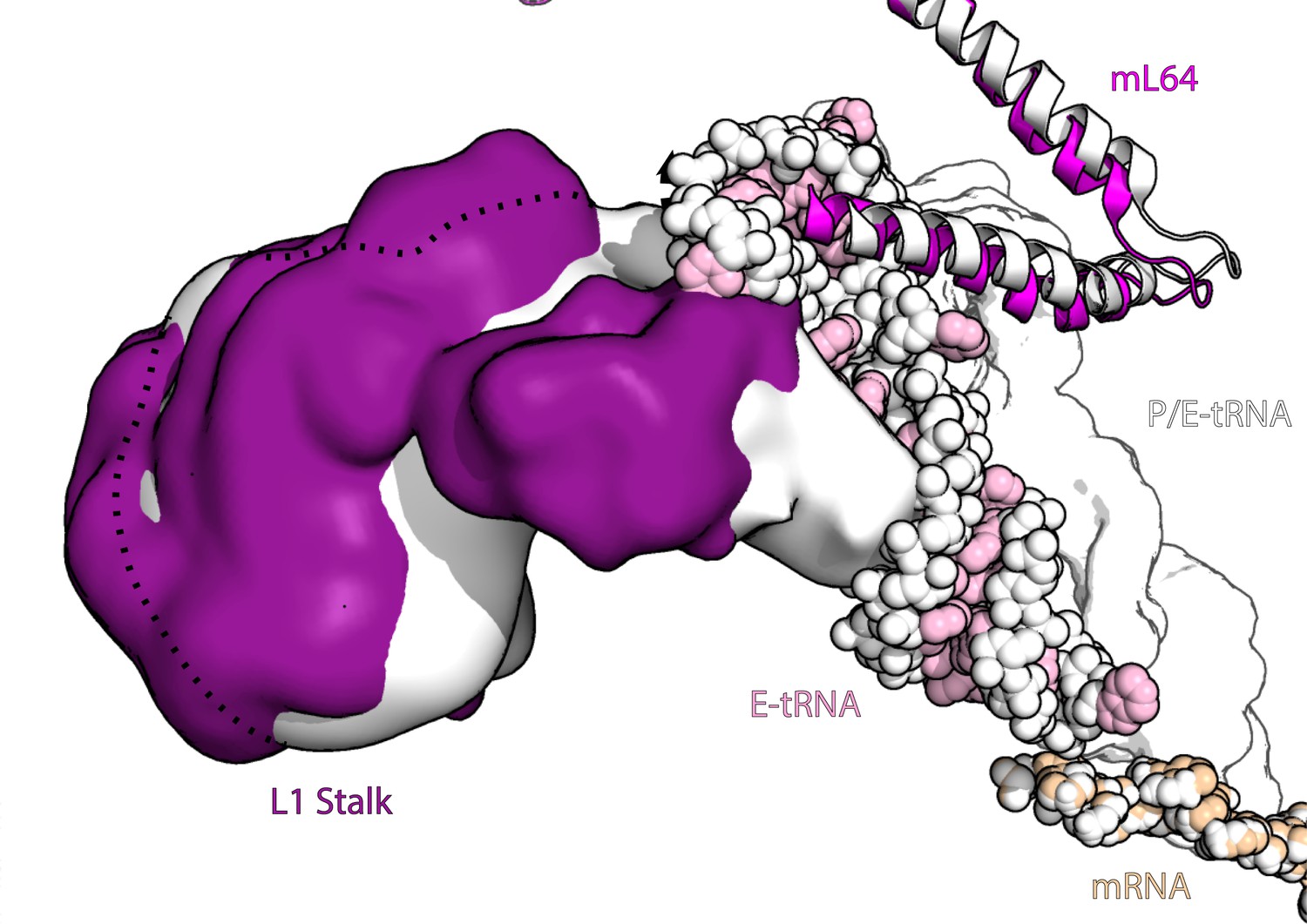 Figures And Data In Structural Basis Of Mitochondrial Translation ELife