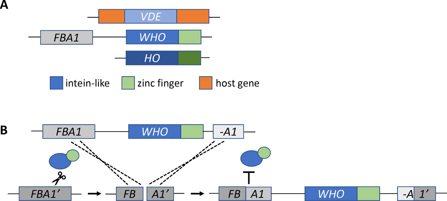 Homing Genetic Elements Mobile Dnas And Switching Mating Types In