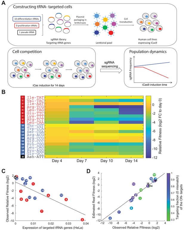 Figures and data in Manipulation of the human tRNA pool reveals distinct tRNA sets that act in ...