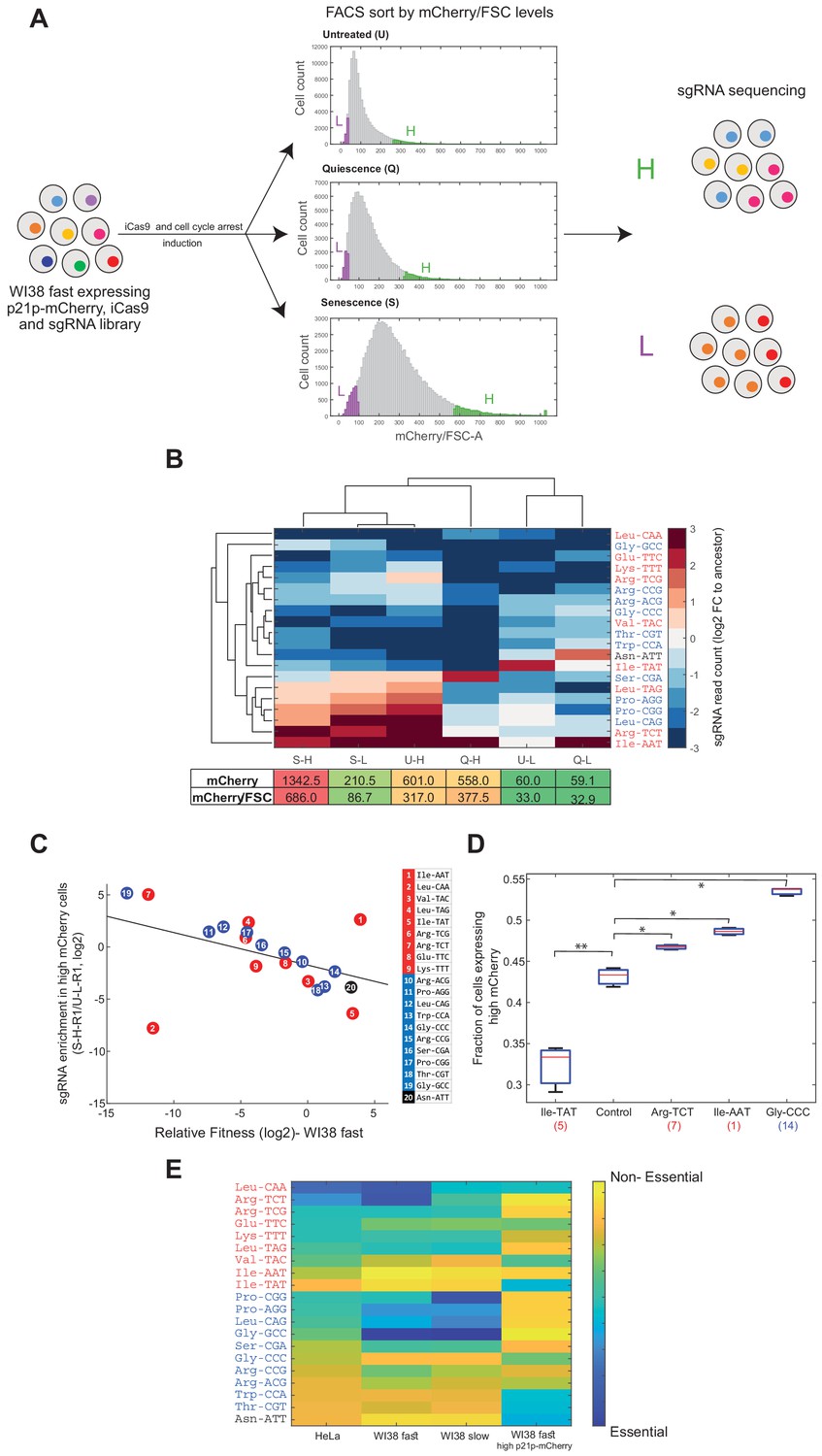 Figures and data in Manipulation of the human tRNA pool reveals ...