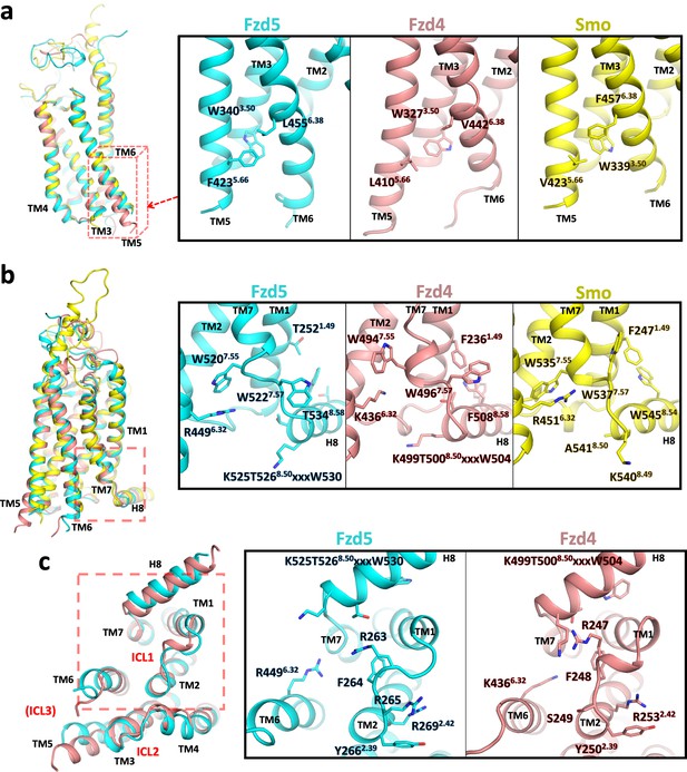 Figures and data in Structure of human Frizzled5 by fiducial-assisted ...