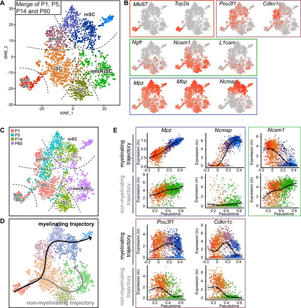 Transcriptional Profiling Of Mouse Peripheral Nerves To The Single-cell ...