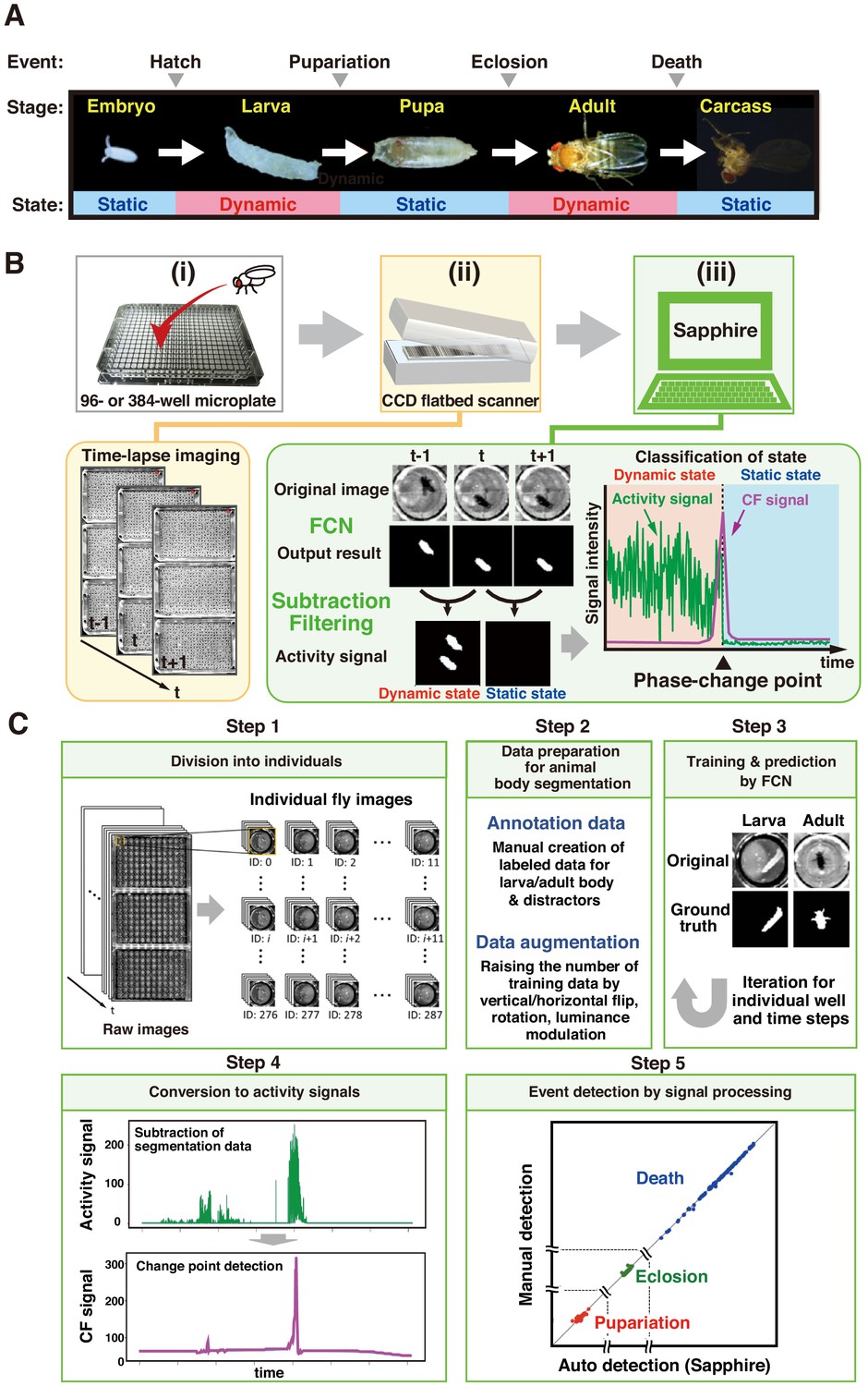 The Drosophila Individual Activity Monitoring and Detection System  (DIAMonDS) | eLife