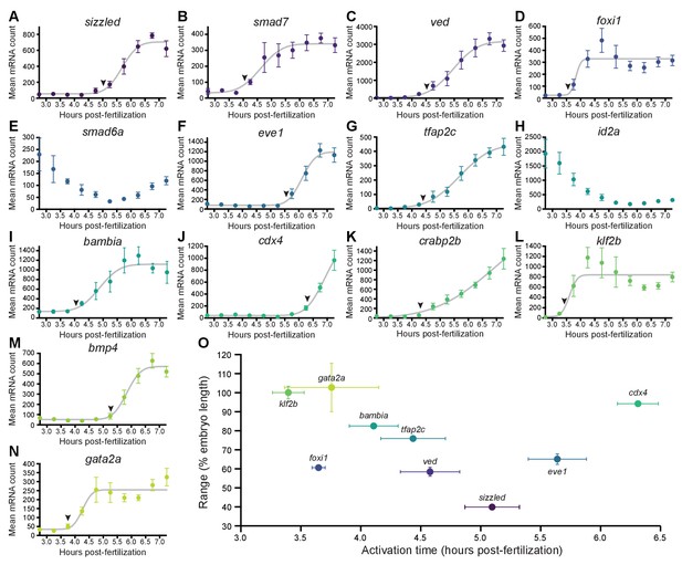 Optogenetic investigation of BMP target gene expression diversity | eLife