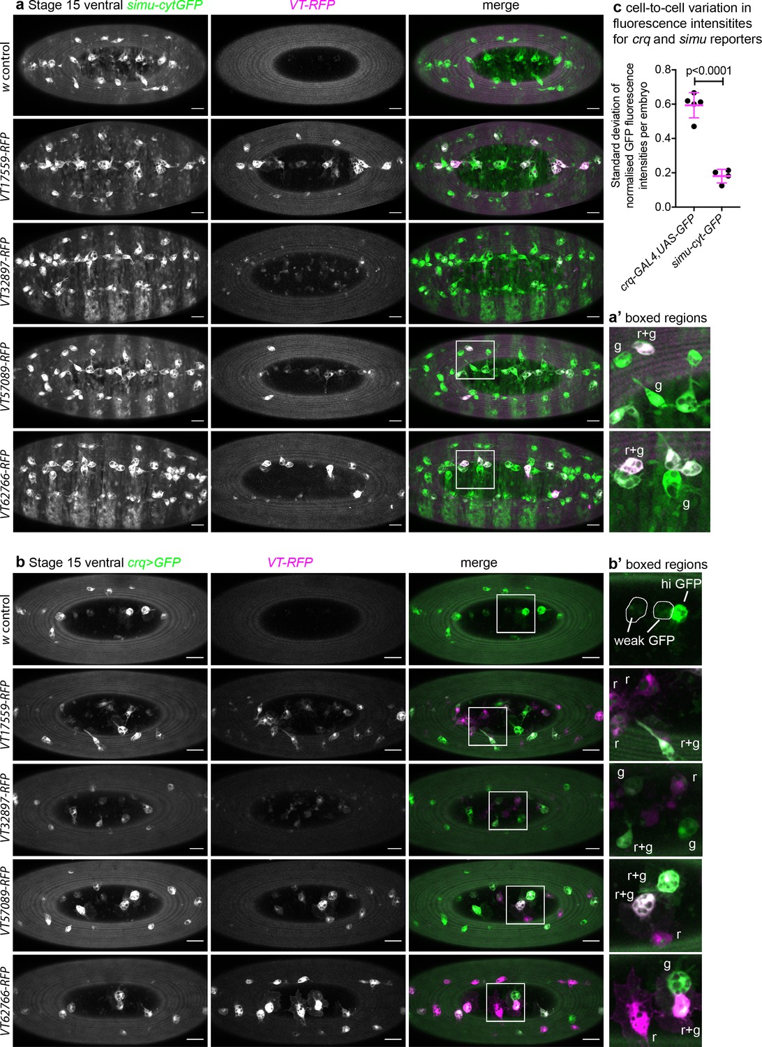 Figures And Data In Identification Of Functionally Distinct Macrophage