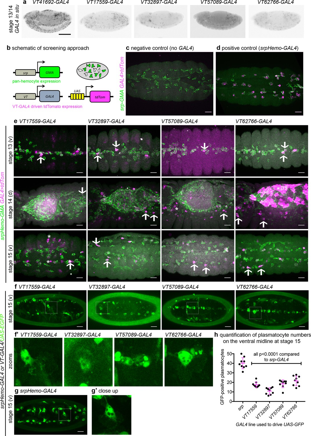 Identification Of Functionally Distinct Macrophage Subpopulations In