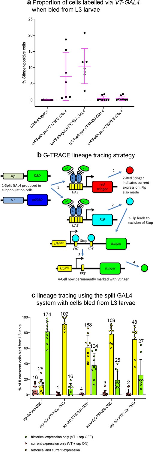 Figures And Data In Identification Of Functionally Distinct Macrophage