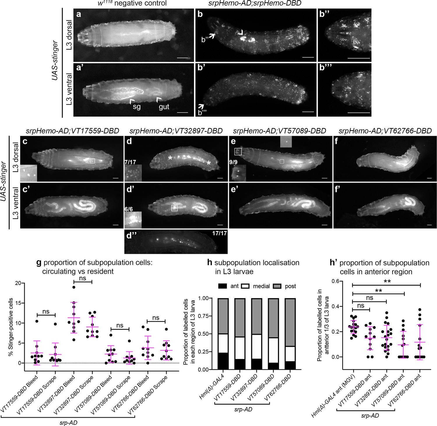 Identification Of Functionally Distinct Macrophage Subpopulations In