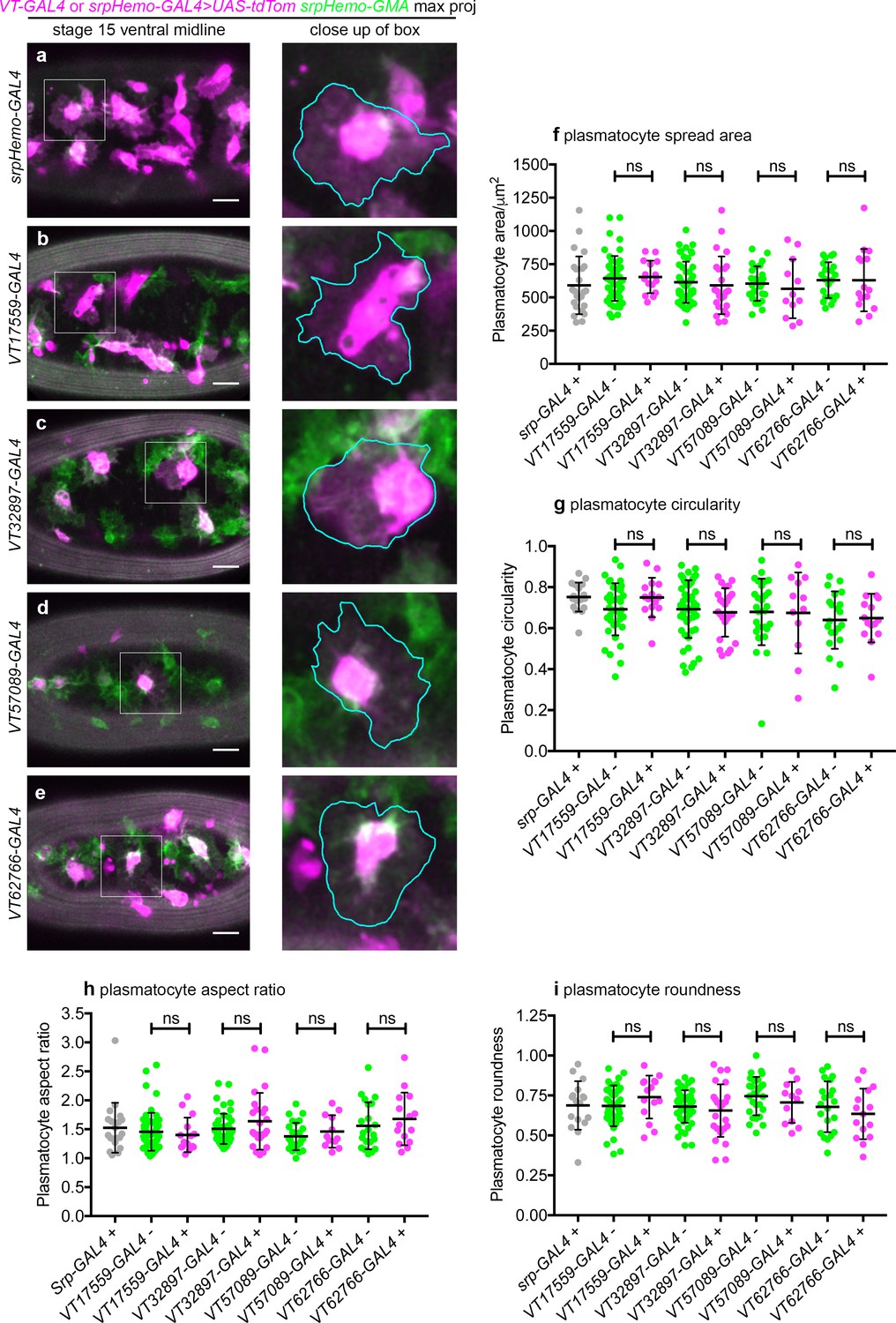 Figures And Data In Identification Of Functionally Distinct Macrophage