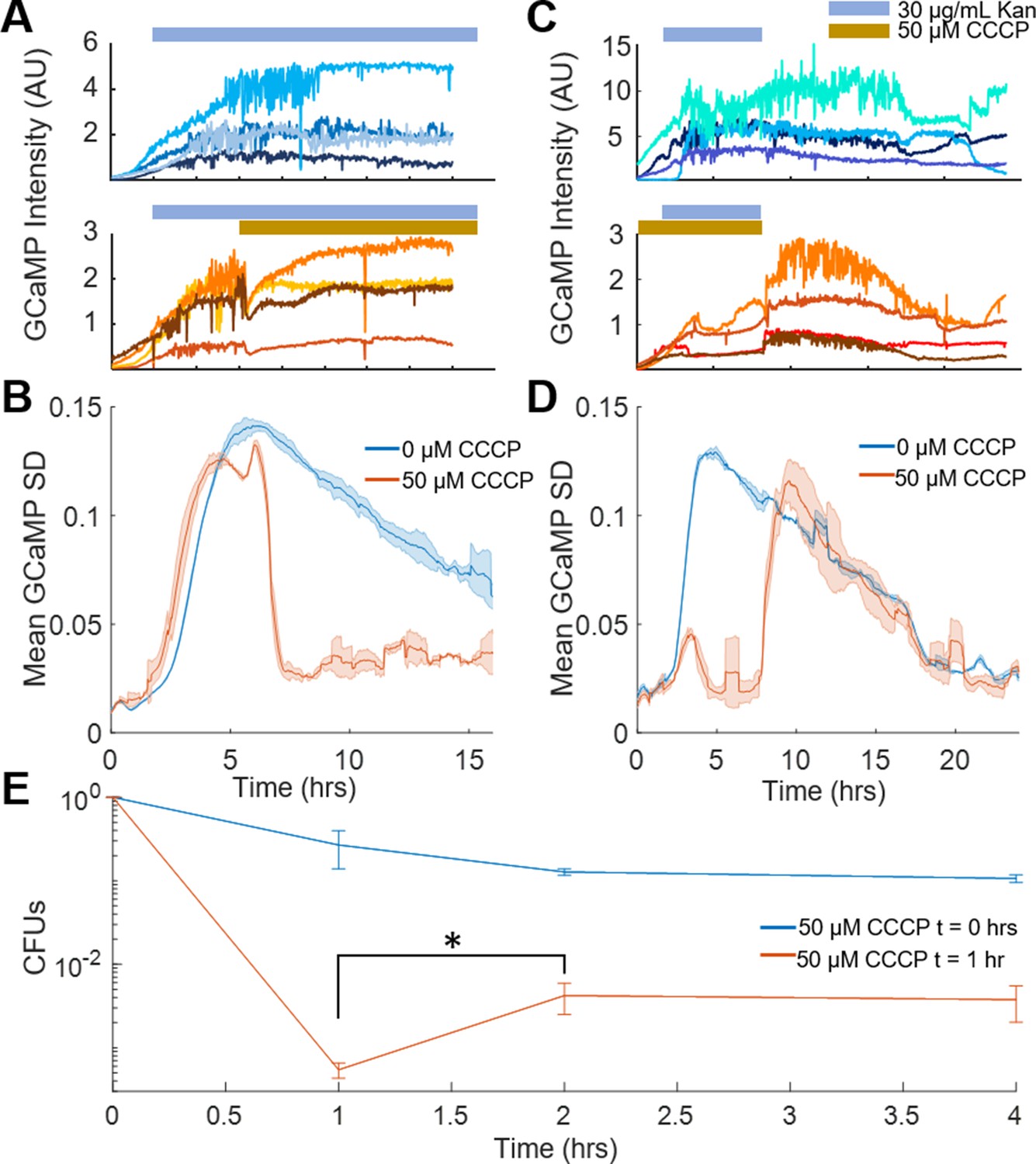 Membrane voltage dysregulation driven by metabolic