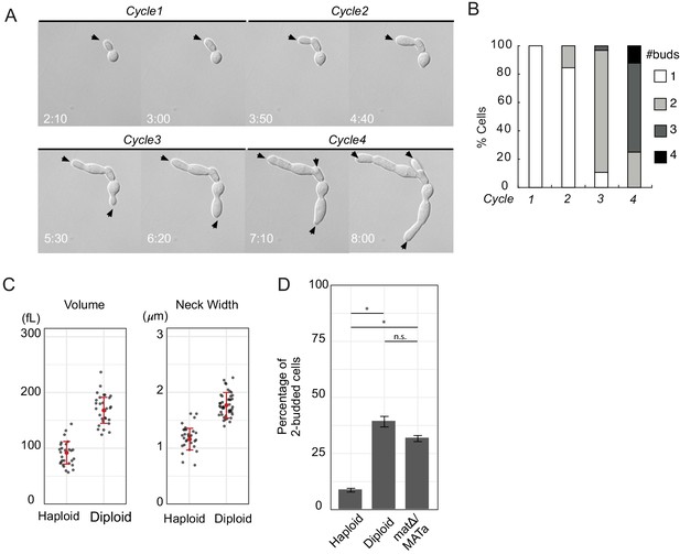 How cells determine the number of polarity sites | eLife