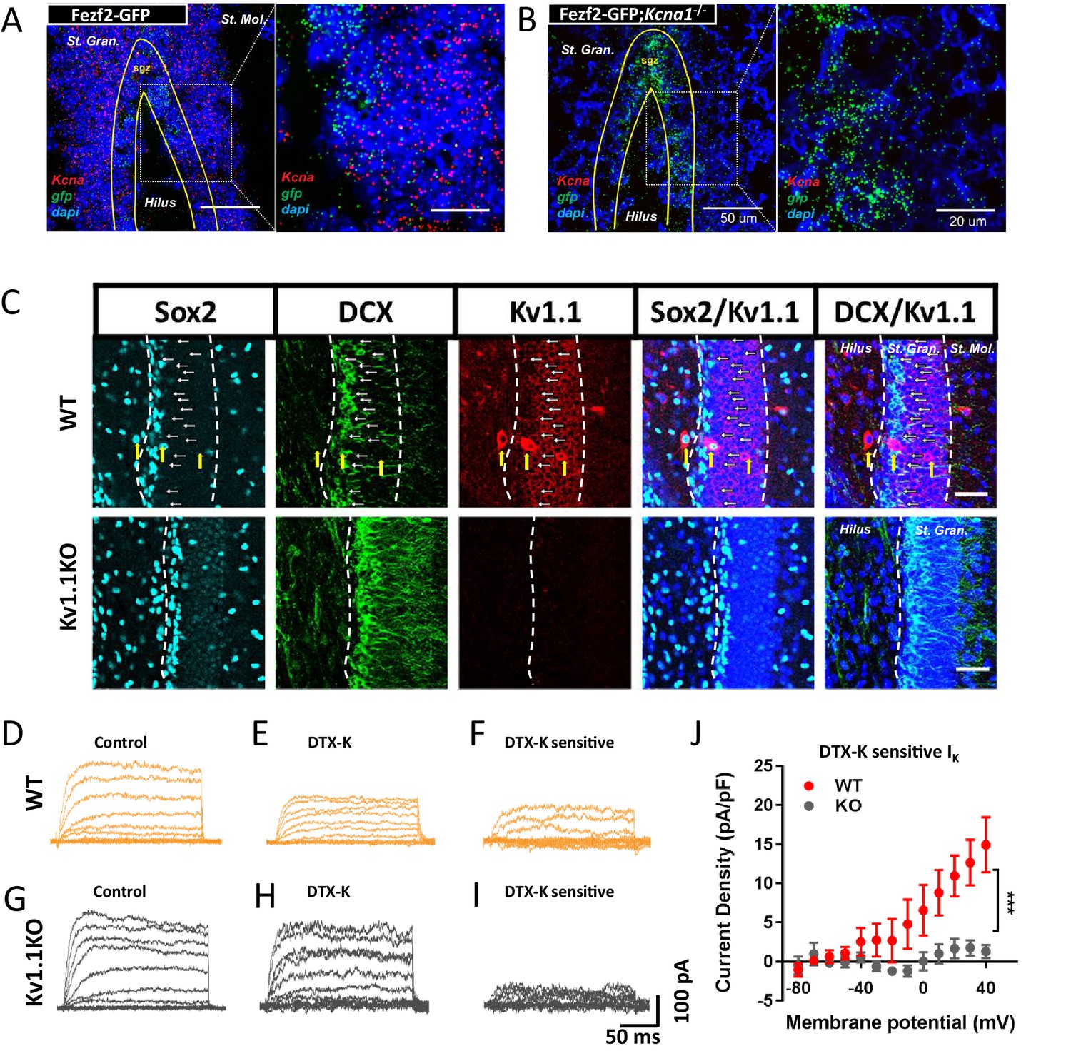 Kv1.1 channels regulate early postnatal neurogenesis in mouse