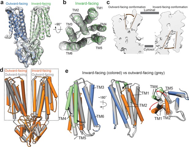 Cryo Em Structures Of Human Znt8 In Both Outward And Inward Facing