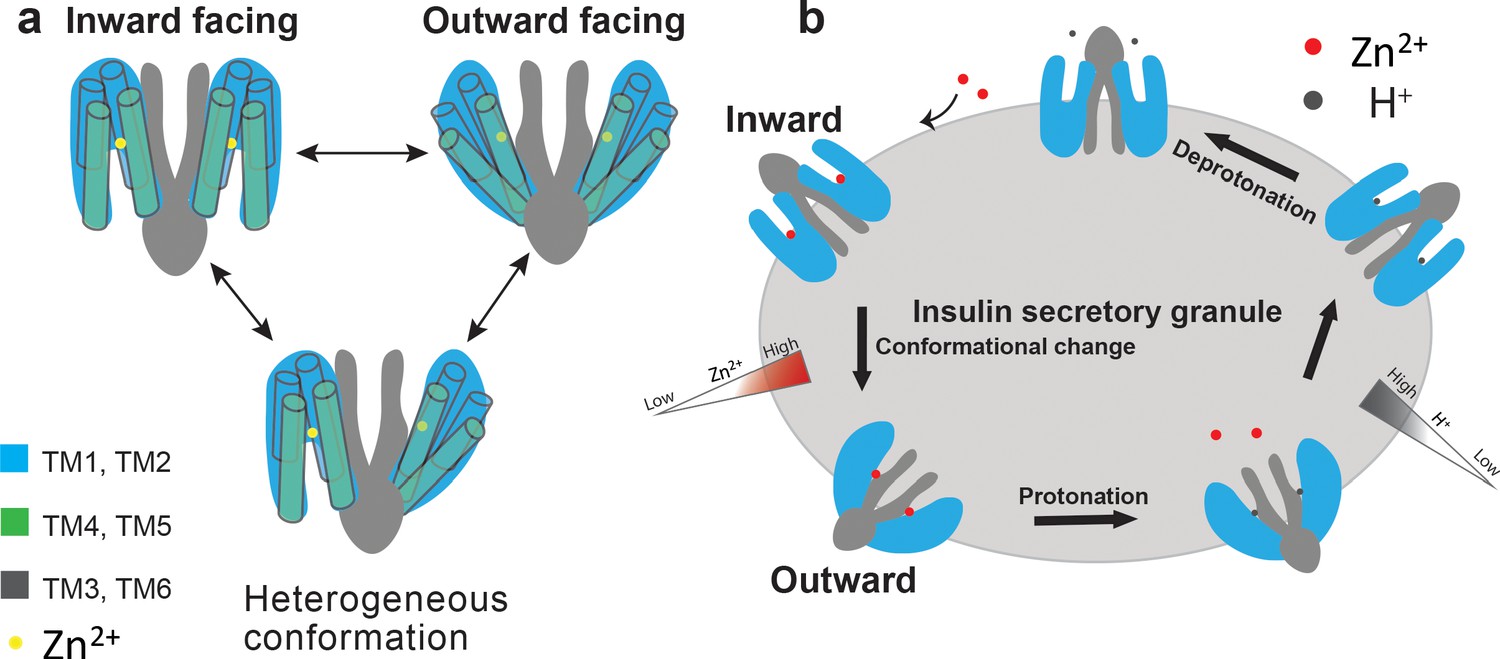 Cryo-EM structures of human ZnT8 in both outward- and inward