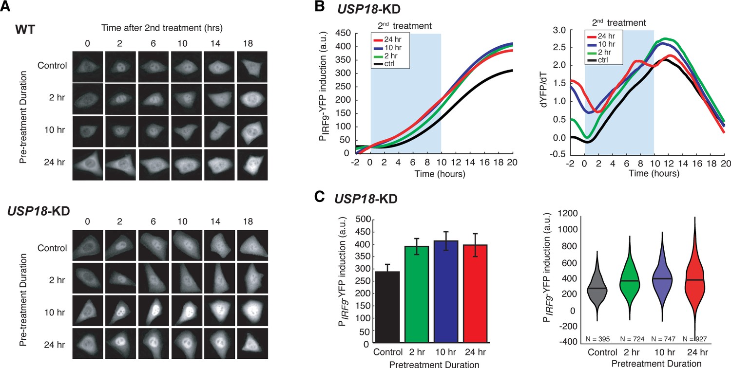 Cell-cycle-gated feedback control mediates desensitization to interferon  stimulation | eLife