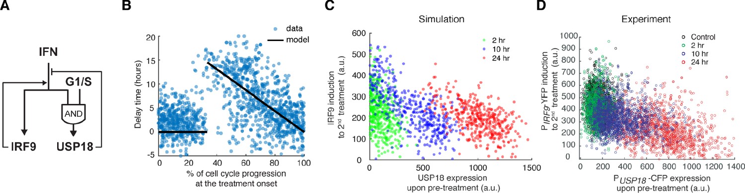 Cell-cycle-gated feedback control mediates desensitization to interferon  stimulation | eLife