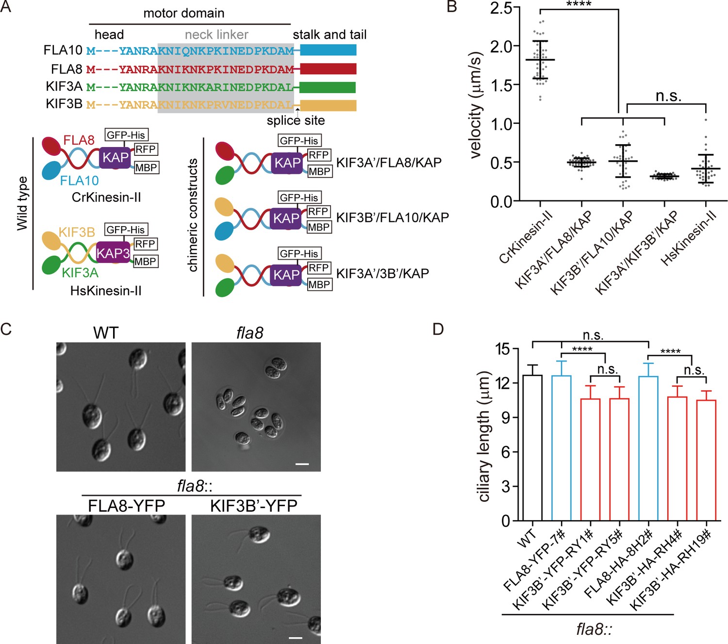 Functional exploration of heterotrimeric kinesin-II in IFT and ciliary length in Chlamydomonas