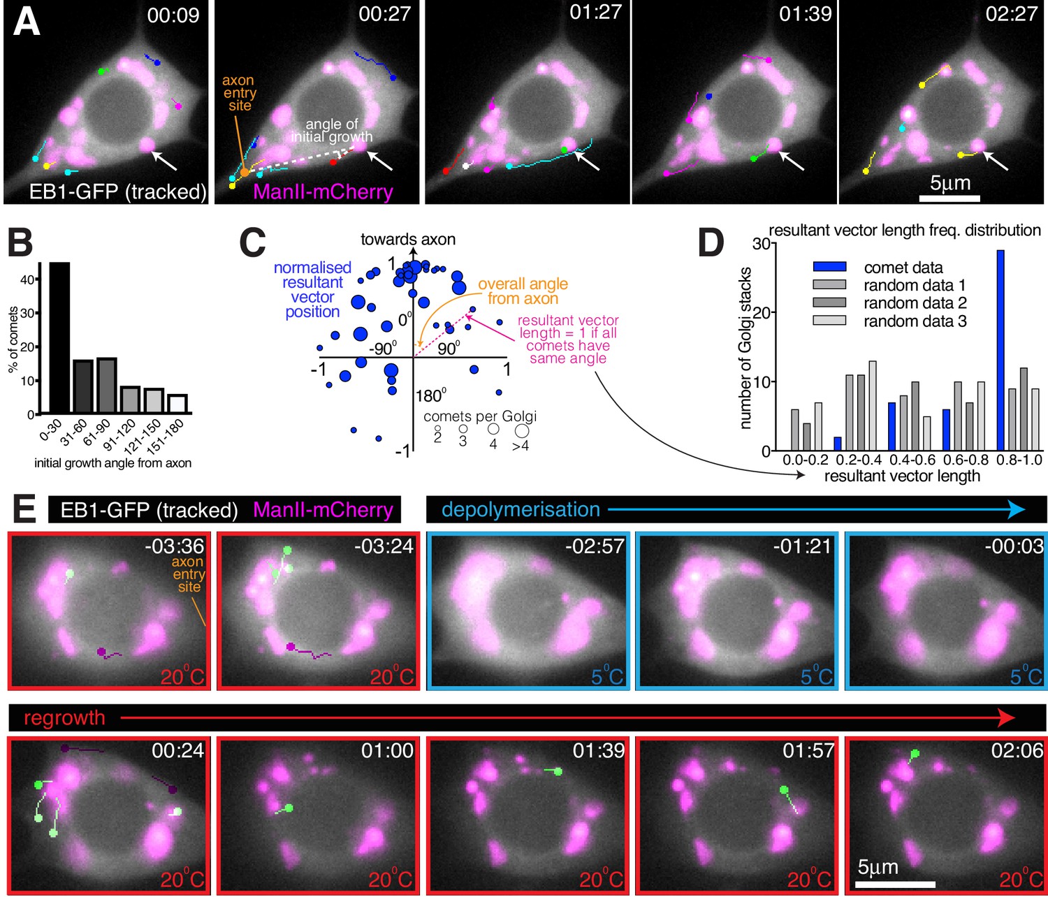 Figures and data in Microtubules originate asymmetrically at