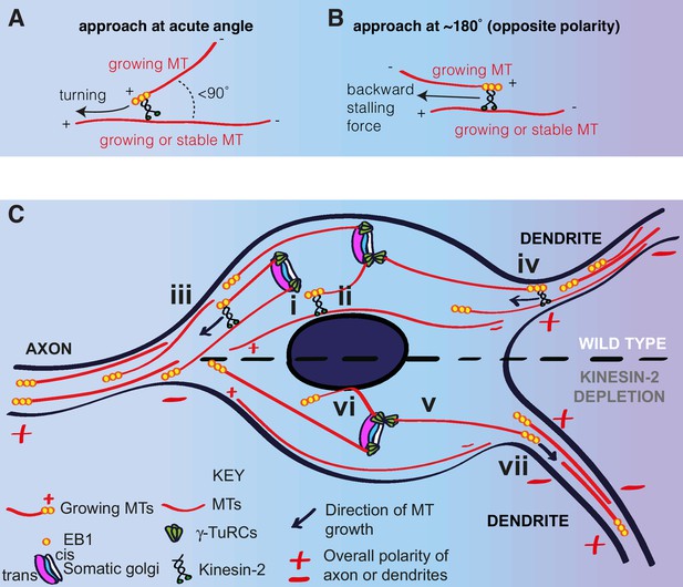 Microtubules Originate Asymmetrically At The Somatic Golgi And Are 