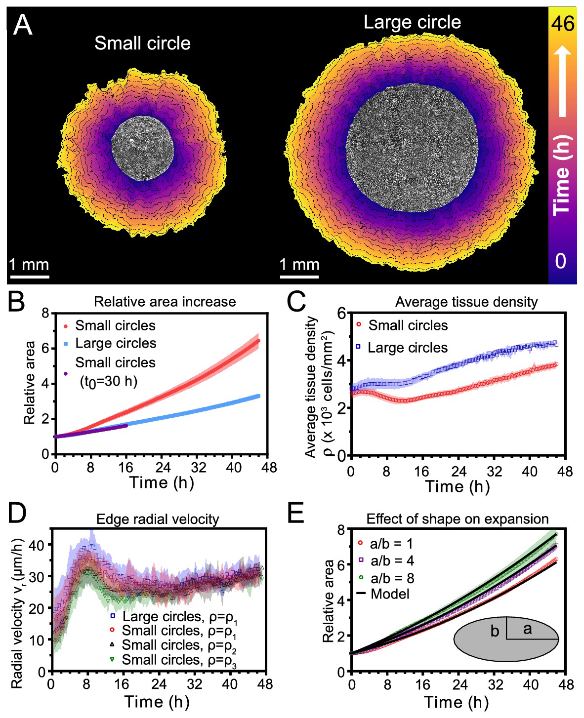 Size Dependent Patterns Of Cell Proliferation And Migration In Freely Expanding Epithelia Elife
