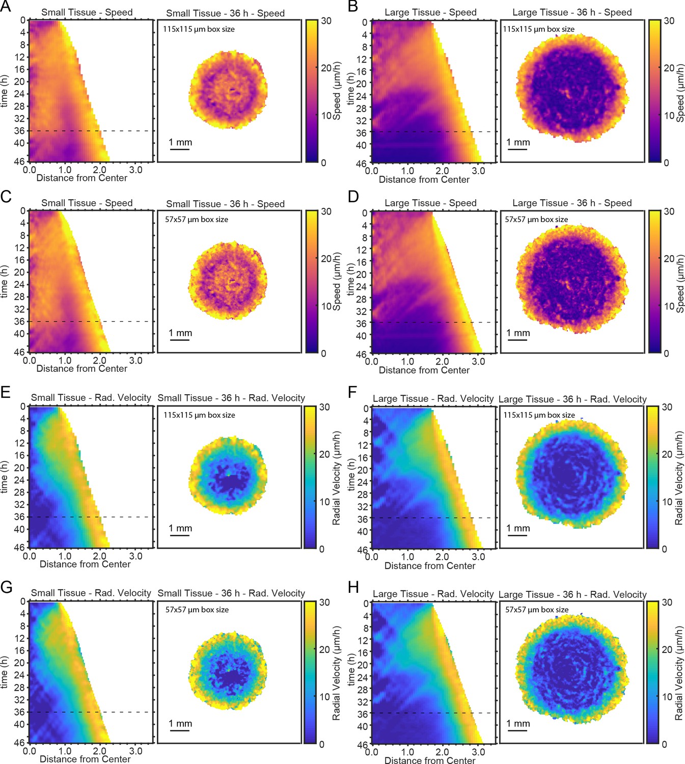 Figures and data in Size-dependent patterns of cell proliferation and ...