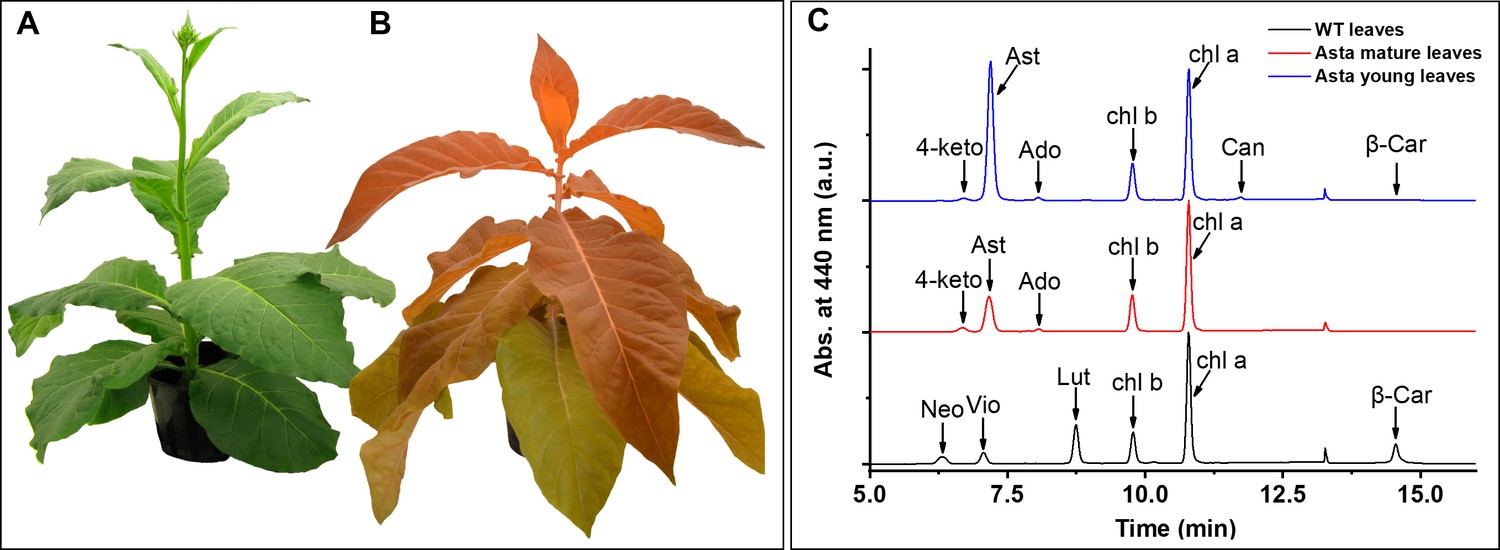 Photosynthesis Without B Carotene Elife