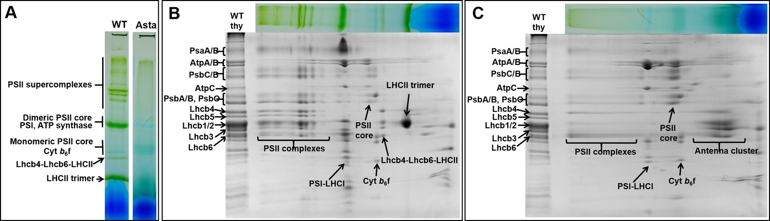 Photosynthesis Without β-carotene | ELife