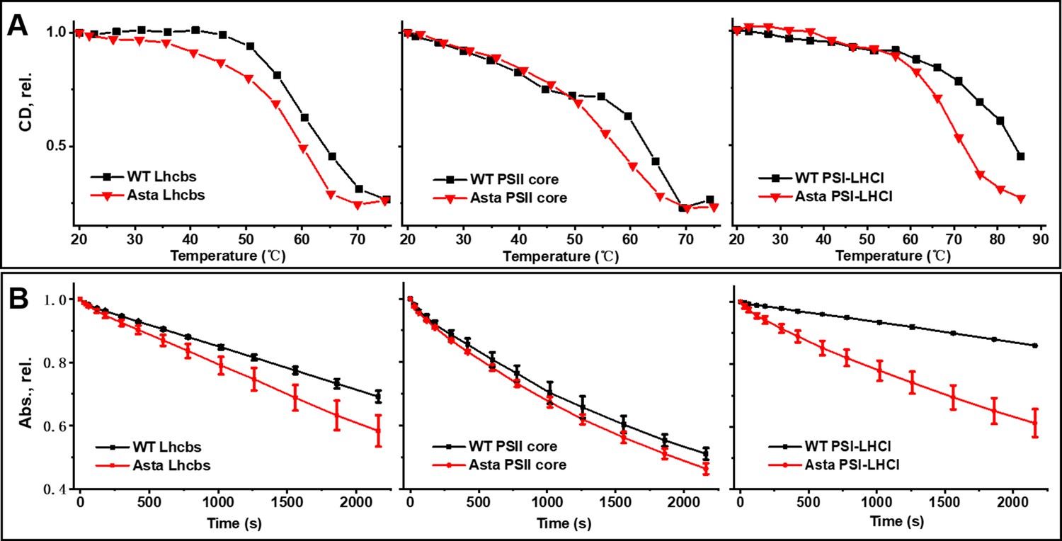 Photosynthesis Without β-carotene | ELife