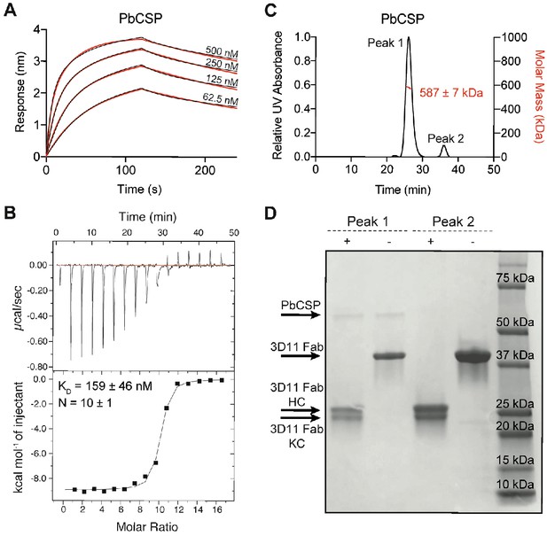 Structural ordering of the Plasmodium berghei circumsporozoite protein ...