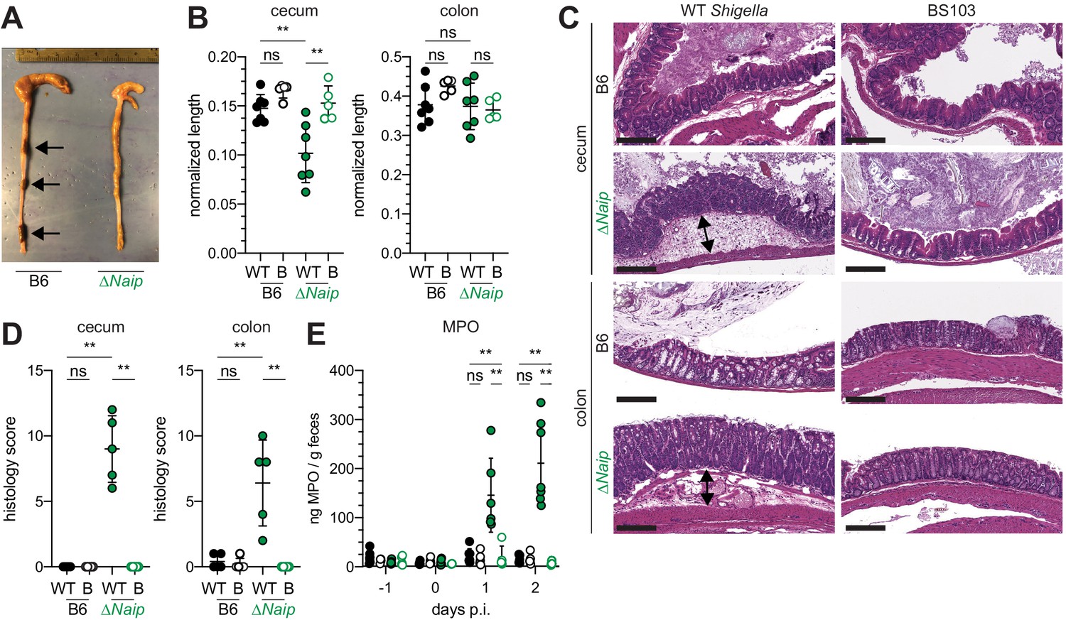 Figures and data in NAIP–NLRC4-deficient mice are susceptible to ...