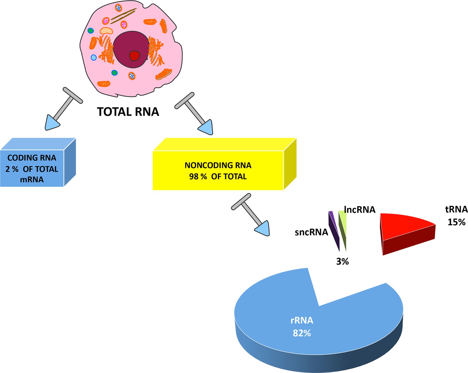 Long non-coding RNAs in regulation of adipogenesis and adipose