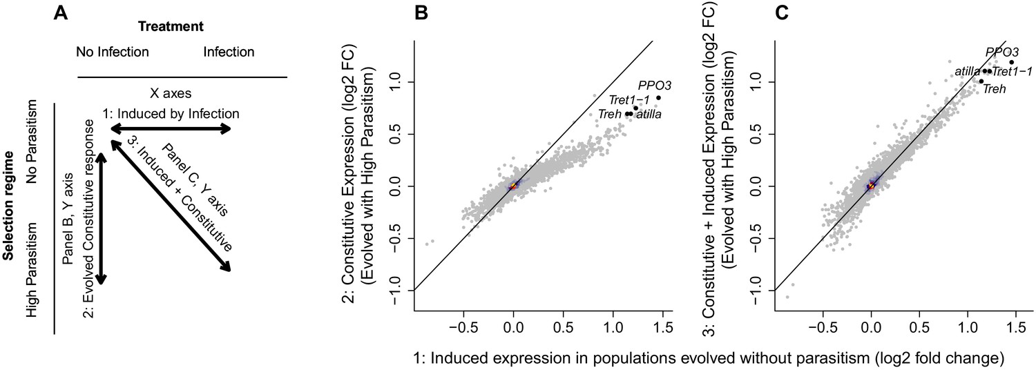 Constitutive Activation Of Cellular Immunity Underlies The Evolution Of Resistance To Infection In Drosophila Elife