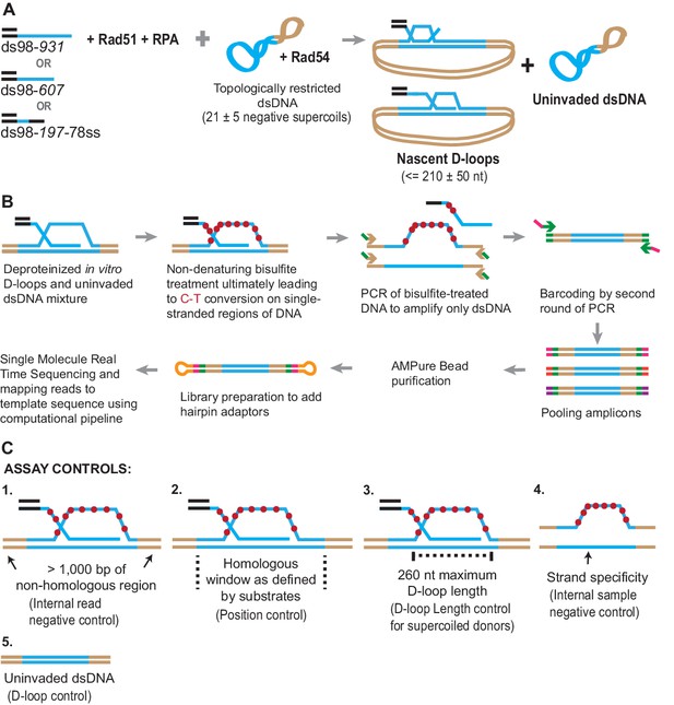 Figures and data in Bisulfite treatment and single-molecule real-time ...