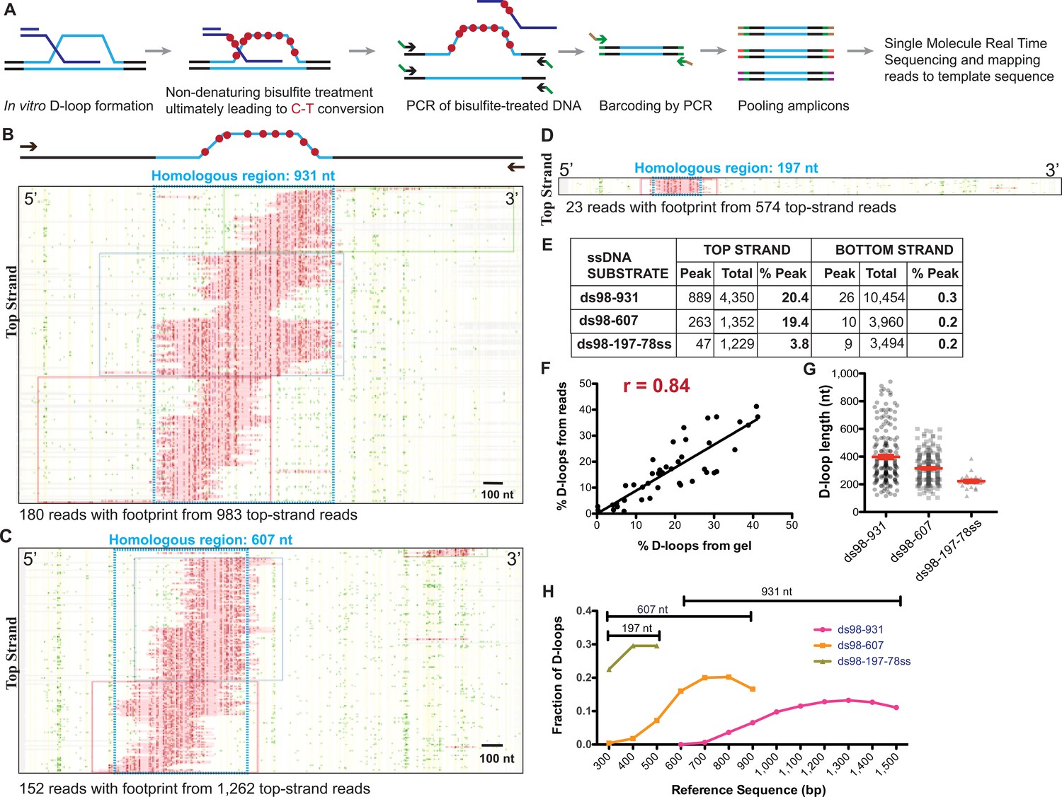 Rdh54/Tid1 inhibits Rad51-Rad54-mediated D-loop formation Rdh54/Tid1 inhibits Rad51-Rad54-mediated D-loop formation