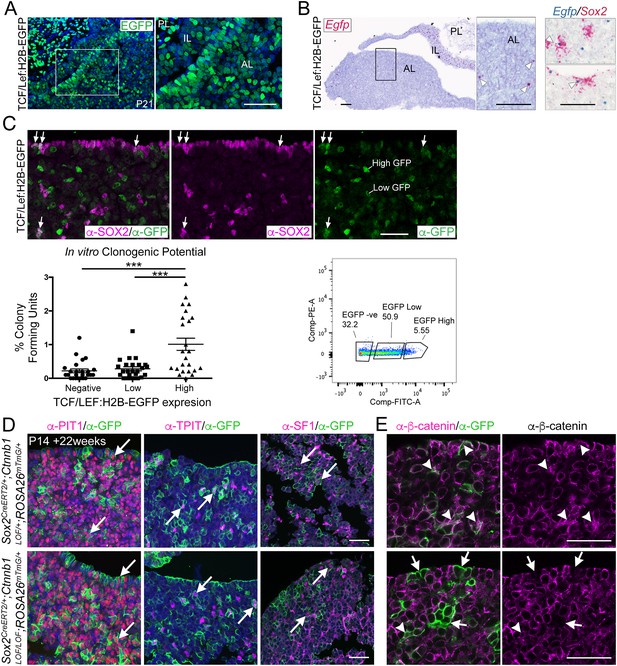 Figures and data in Pituitary stem cells produce paracrine WNT signals ...