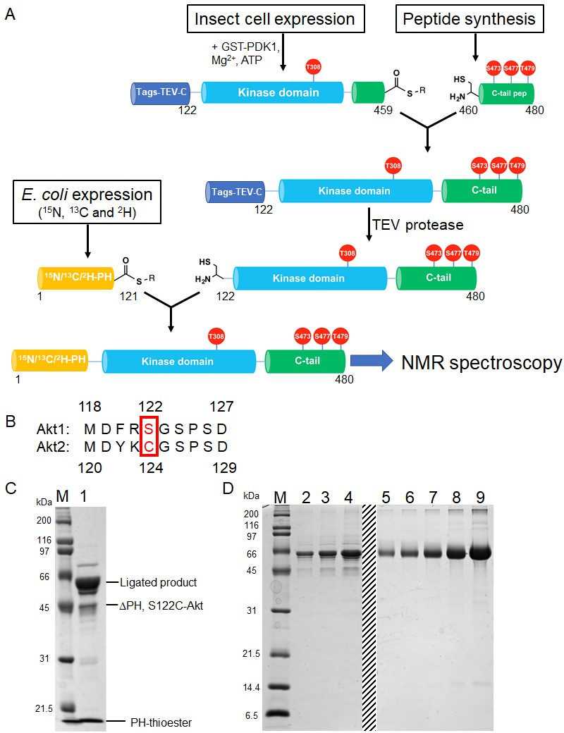 The structural determinants of PH domain-mediated regulation ...