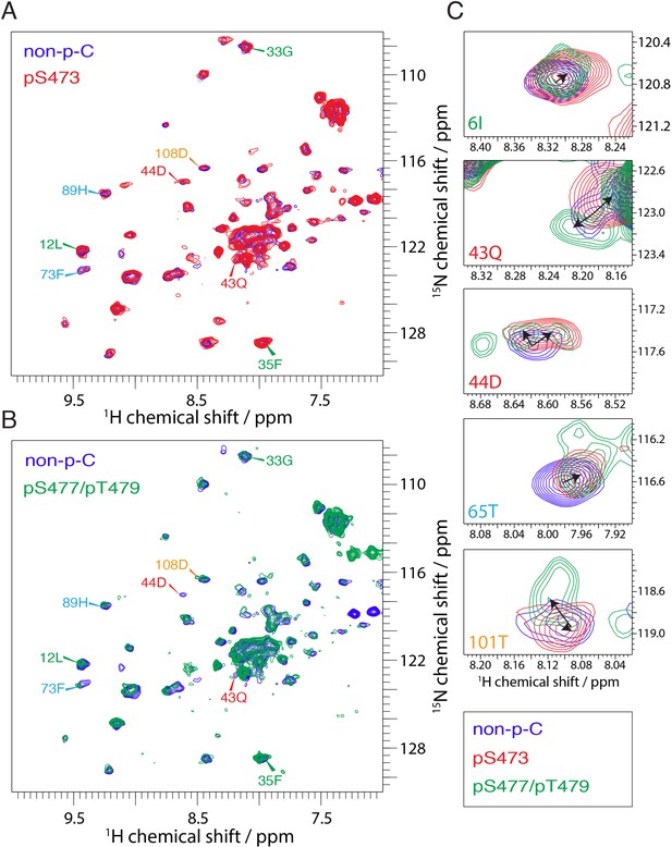 The structural determinants of PH domain-mediated regulation of Akt ...