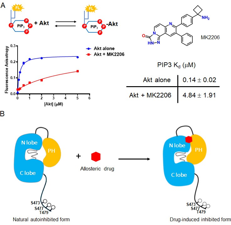 The structural determinants of PH domain mediated regulation of