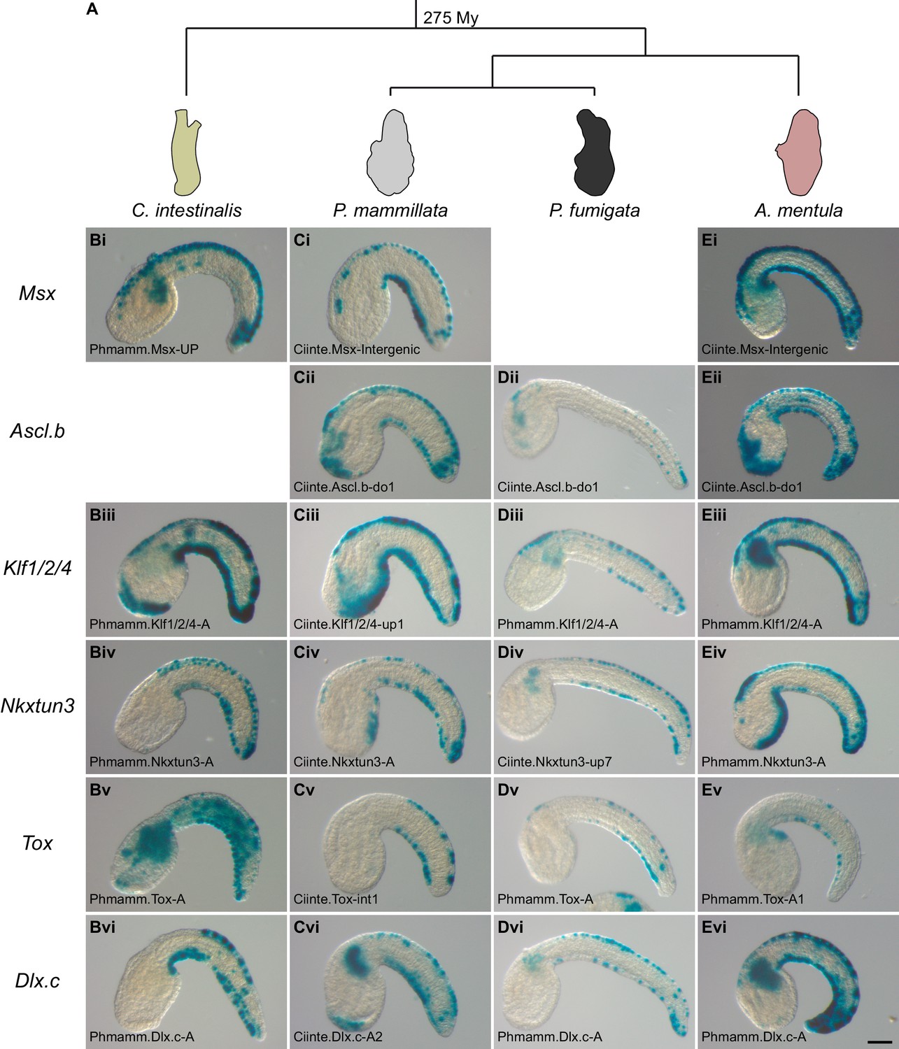 Figures and data in Conservation of peripheral nervous system formation ...